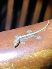 Lepidodactylus lugubris