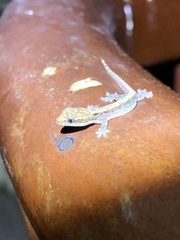 Lepidodactylus lugubris