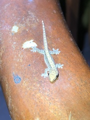 Lepidodactylus lugubris