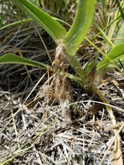 Tradescantia tharpii