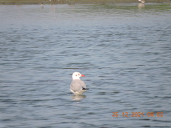 Chroicocephalus brunnicephalus