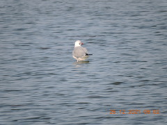 Chroicocephalus brunnicephalus