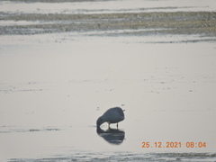 Chroicocephalus brunnicephalus