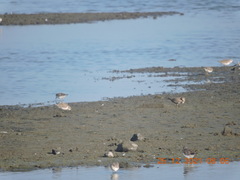 Calidris minuta