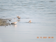 Calidris minuta