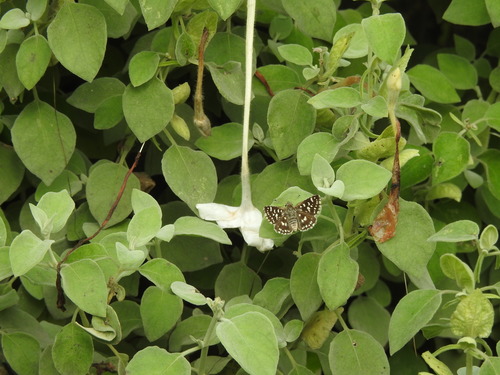 Asian Grizzled Skipper
