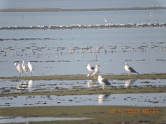 Ichthyaetus ichthyaetus