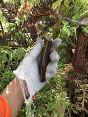 Nepenthes gracilis