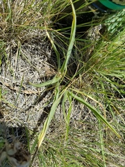Tradescantia tharpii