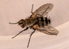Microphthalma disjuncta