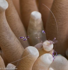 Ancylomenes sarasvati