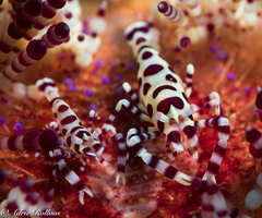 Periclimenes colemani