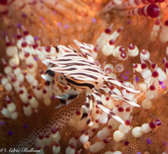 Zebrida adamsii