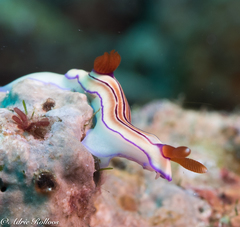 Hypselodoris emma