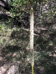 Xanthorrhoea brunonis