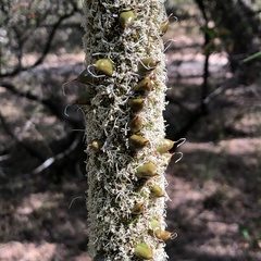 Xanthorrhoea brunonis