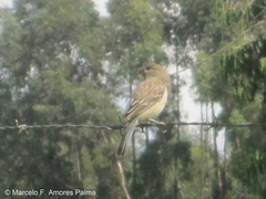 Catamenia