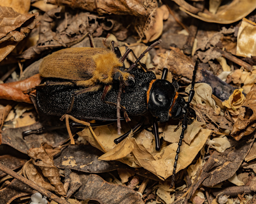 Acanthinodera cumingii (Hope, 1833)