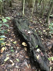 Pleurotus tuber-regium