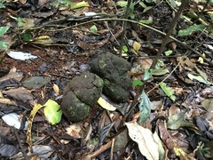 Pleurotus tuber-regium