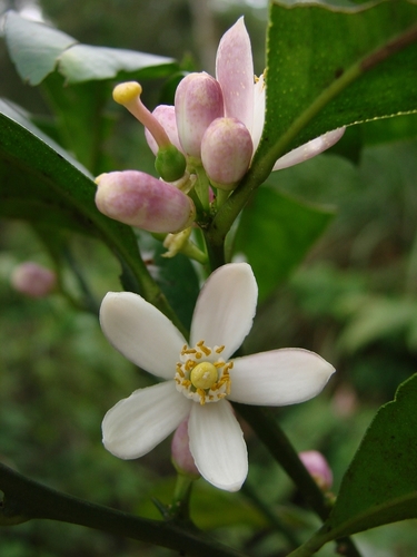 Citrus deliciosa
