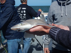 Mustelus mustelus