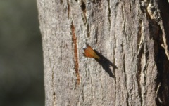 Nymphalis polychloros