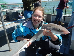 Mustelus mustelus