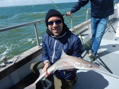 Mustelus mustelus