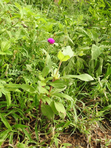 Image of Gomphrena globosa by (c) Hopeland, some rights reserved (CC BY)