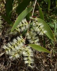 Melaleuca viridiflora