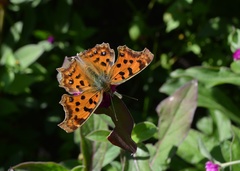 Polygonia c-aureum