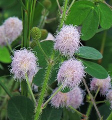 Mimosa debilis