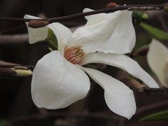 Magnolia kobus