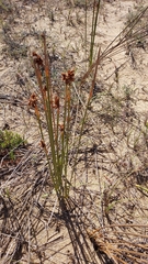 Androtrichum trigynum