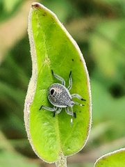 Erthesina acuminata