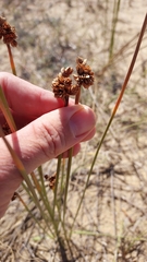 Androtrichum trigynum