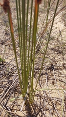 Androtrichum trigynum