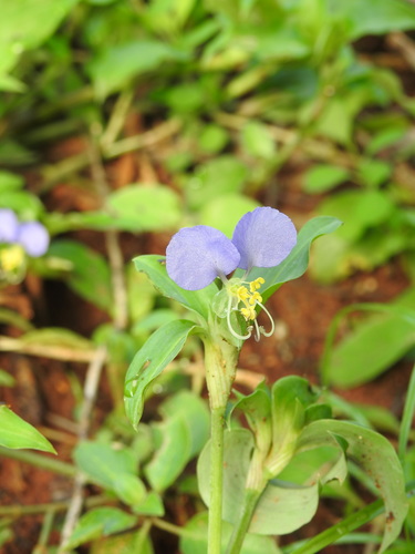 Image of Commelina undulata by (c) Hopeland, some rights reserved (CC BY)