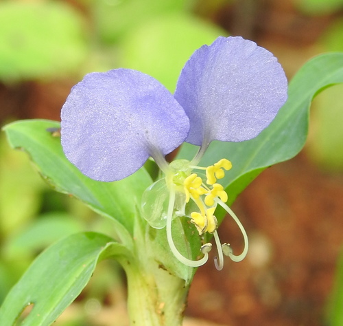 Image of Commelina undulata by (c) Hopeland, some rights reserved (CC BY)