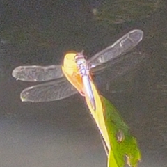 Brachydiplax chalybea