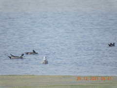 Chroicocephalus genei