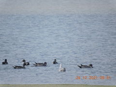 Chroicocephalus genei