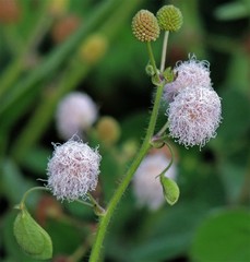Mimosa debilis