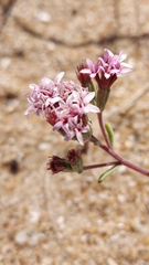 Stevia satureiifolia