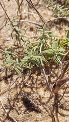 Stevia satureiifolia