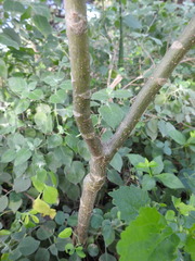 Jatropha maheshwarii