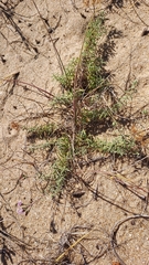 Stevia satureiifolia