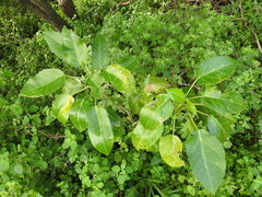 Jatropha maheshwarii