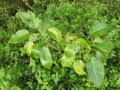 Jatropha maheshwarii